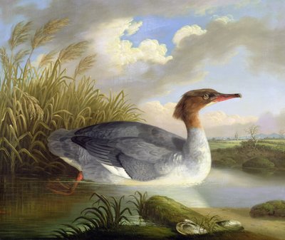 A Dun Diver (Goosander) by Robert Wilkinson Padley